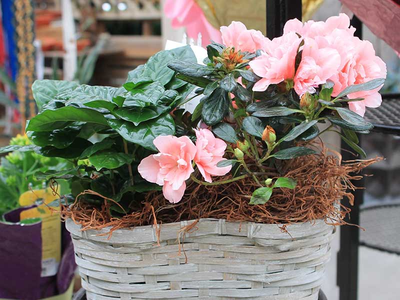 Applleton Wisconsin Florist, Flower Delivery Appleton WI, Luxurious, Floral Designs
