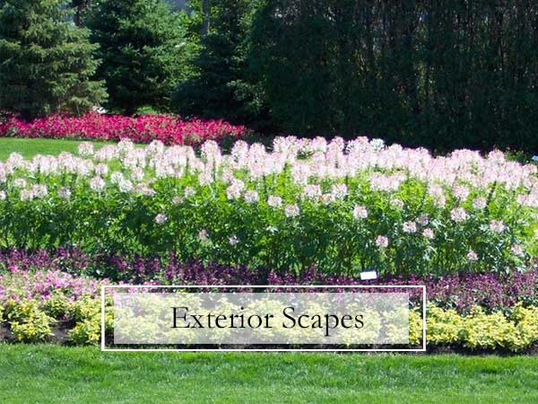 Exterior Plant Scapes
