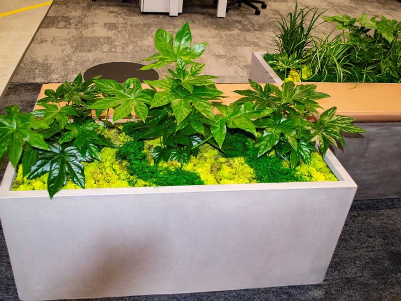 Interior Plants, Plants For Buildings