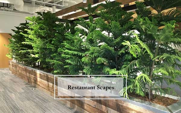 Plant Scape Of Wisconsin, Plant Scapes For Interior Areas