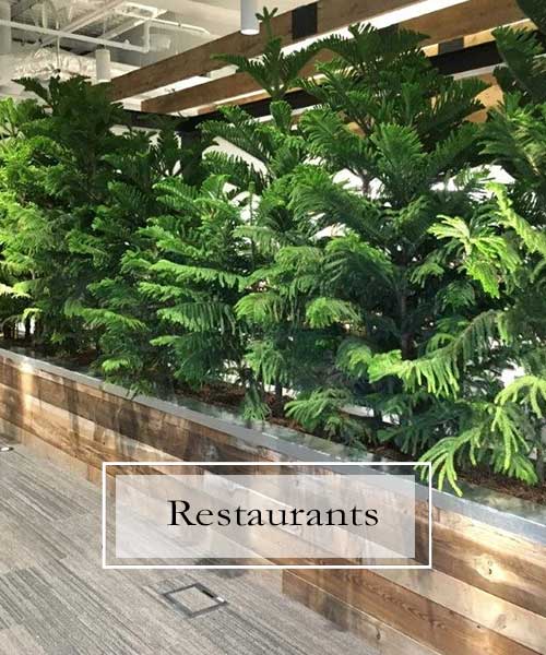 Plants For Restaurants, Interior Plant Scapes