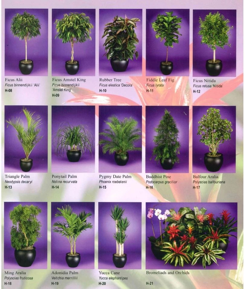 memorialplantscapes1_cmxrqi Interior Plant Scape of Wisconsin, Plant Container Options