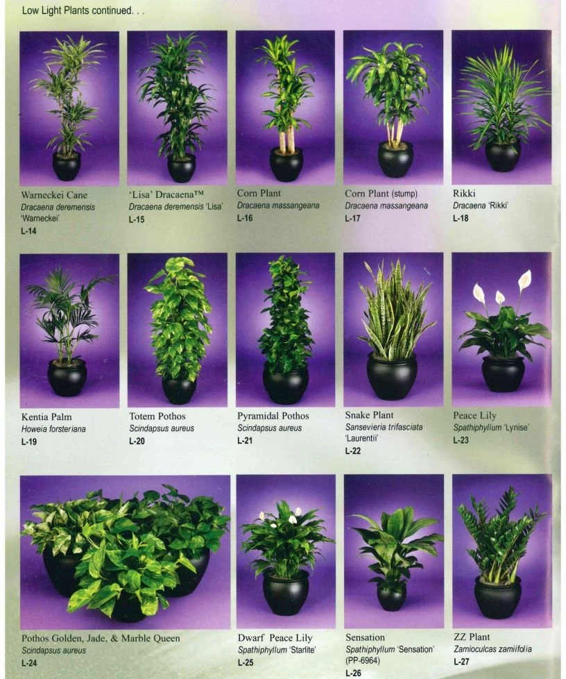 memorialplantscapes2_lavdzk