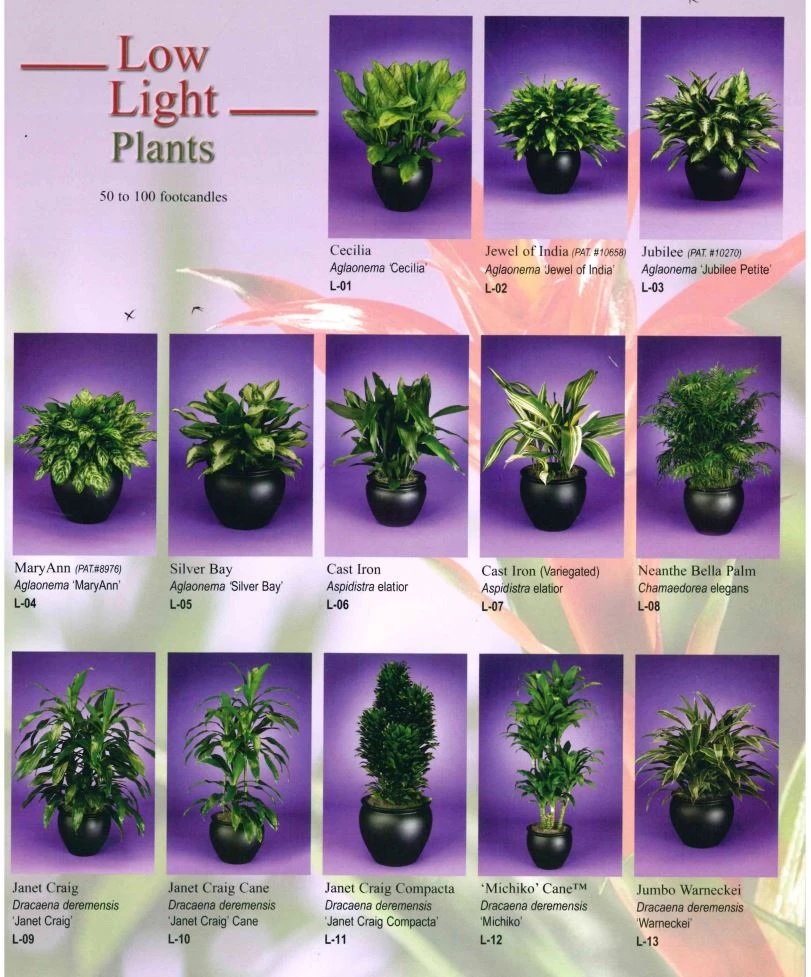 memorialplantscapes3_b7e48e Interior Plant Scape of Wisconsin, Plant Container Options