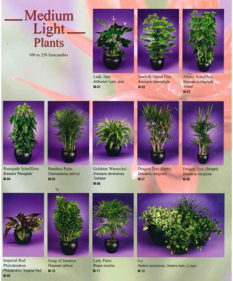 memorialplantscapes4_smjygj Interior Plant Scape of Wisconsin, Plant Container Options