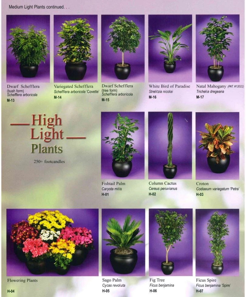 memorialplantscapes5_opgoue